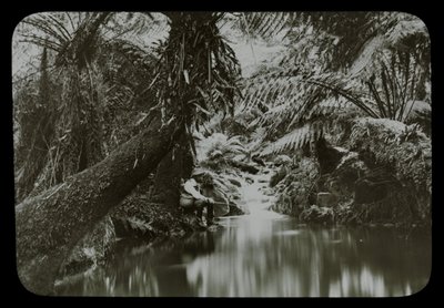 Fishing Pool, Sassafras Gully by Archibald James Campbell